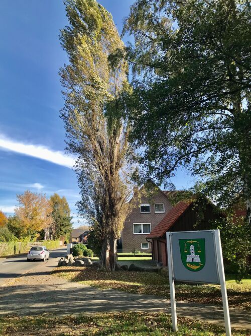 Trotz umfangreicher Pflegemaßnahmen muss die Pyramidenpappel an der Hohnstorfer Straße jetzt gefällt werden. Foto: Gemeinde Bienenbüttel