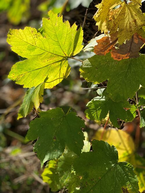 Die Blätter verfärben sich und sehen an den Bäumen wunderschön aus. Aber wohin dann mit dem anfallenden Laub? Foto: Gemeinde Bienenbüttel