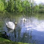 B. Boehnke: Mühlenteich