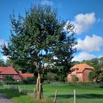 Blick auf Wulfstorf