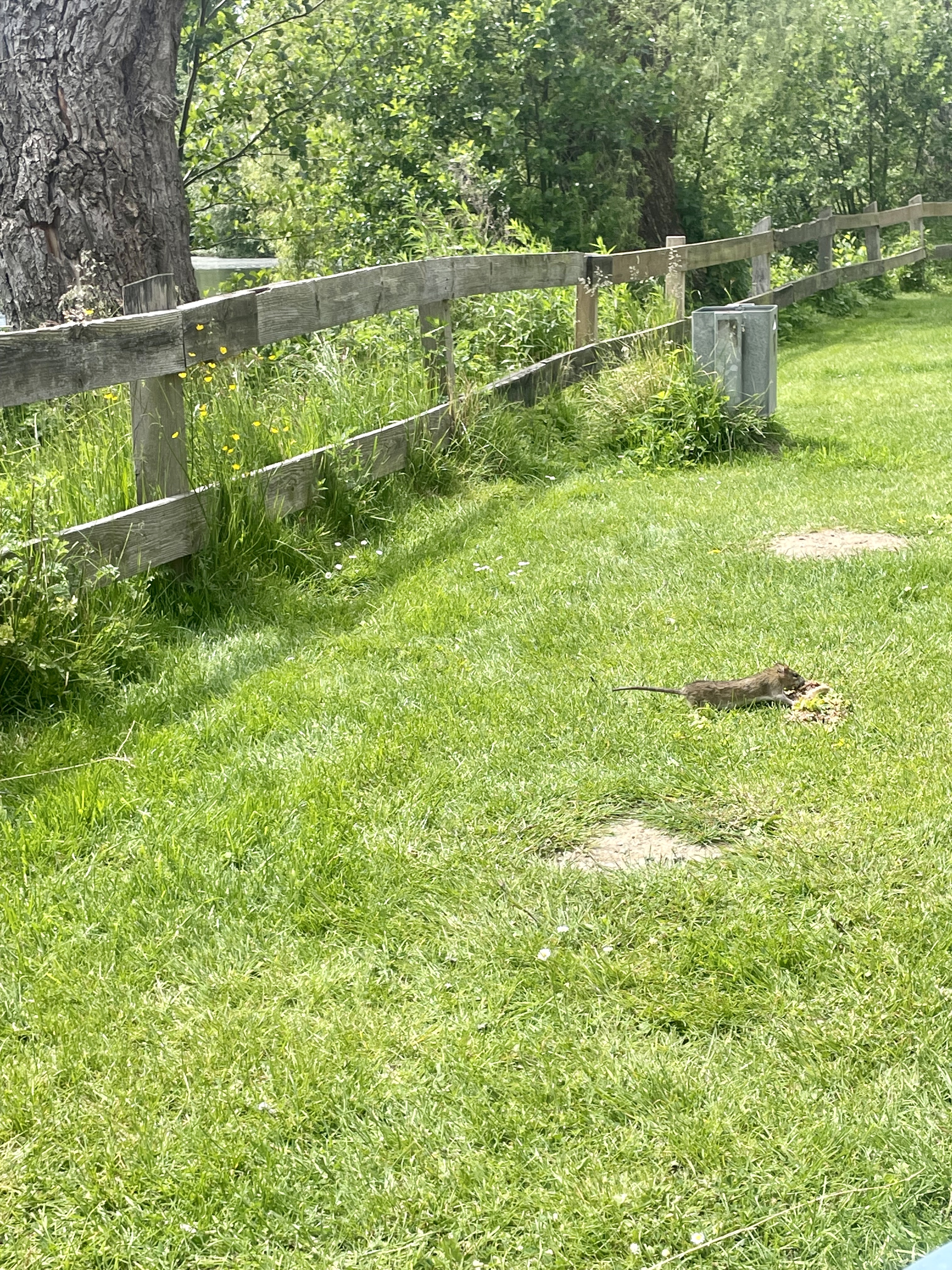Ratte am Mühlenteich
