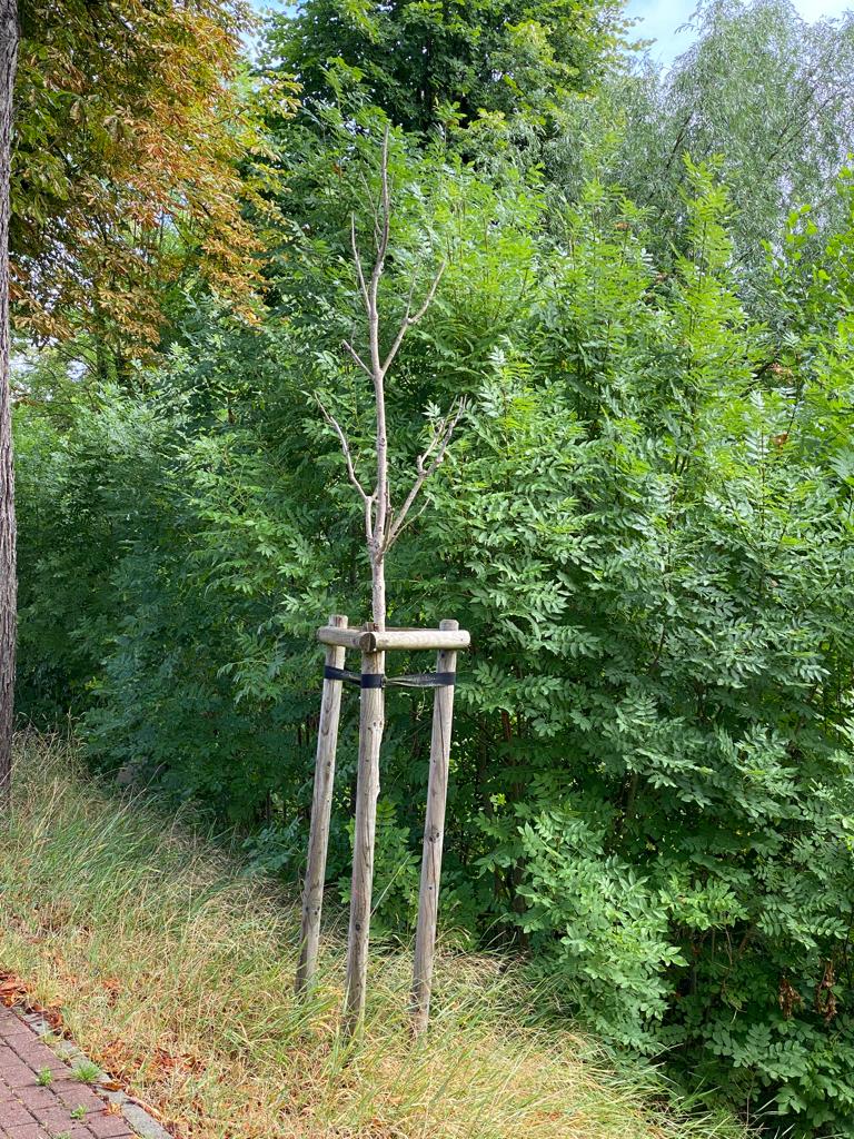 Zwei junge Kastanien sind eingegangen. An ihrer Stelle sollen neue Bäume gepflanzt werden. Foto: Gemeinde Bienenbüttel
